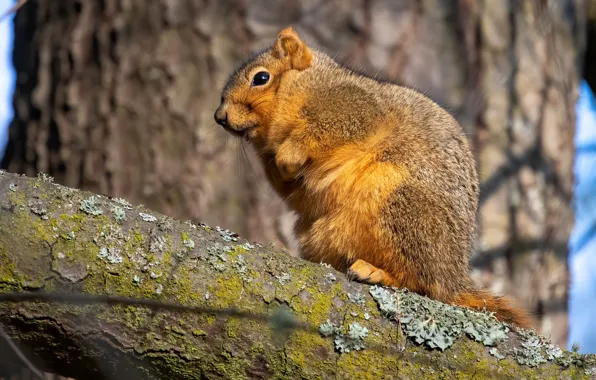 Picture light, trees, branches, pose, protein, bark, sitting