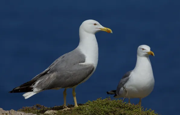 Nature, Bird, Seagull, Beak