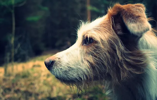 Background, each, dog, profile