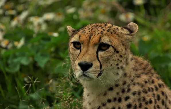 Picture look, face, nature, portrait, Cheetah, bokeh