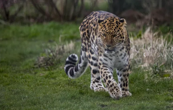 Spot, leopard, tail