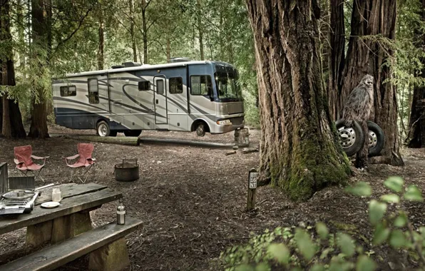 Forest, wheel, bus, Yeti, camping