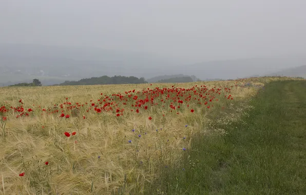 Field, summer, landscape, flowers, nature, Maki, meadow, red