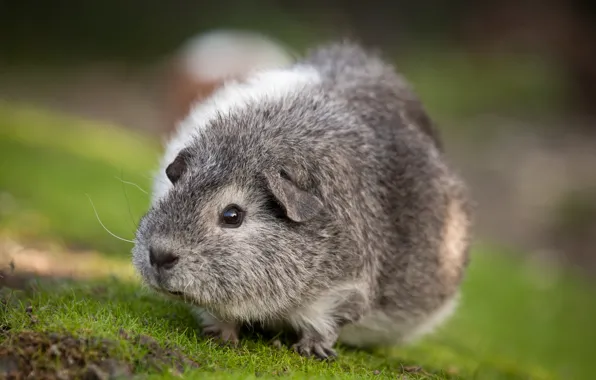 Grass, Guinea pig, rodent