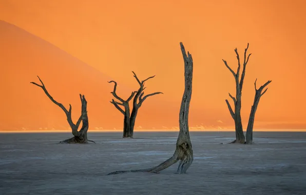 Tree, desert, trunk, Africa, Namibia