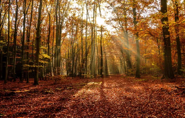 Picture forest, the sun, rays, trees, Autumn, falling leaves