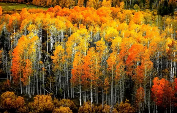 Autumn, leaves, birch grove