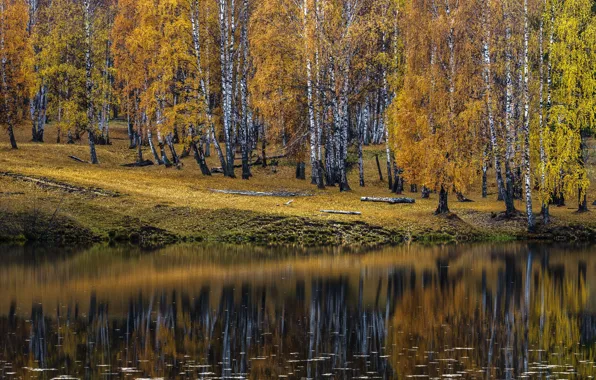 Picture birch, pond, autumn
