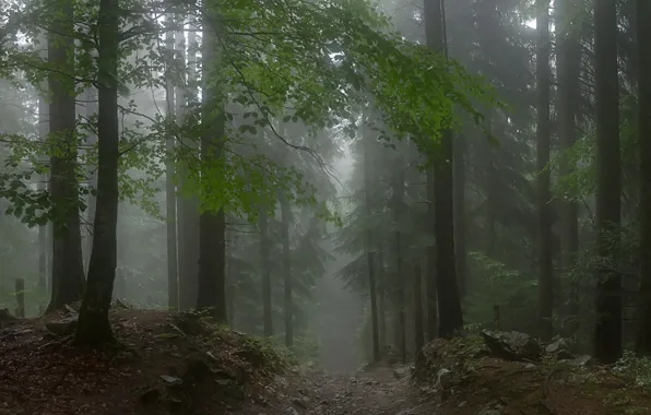 Picture forest, trees, nature, fog, path