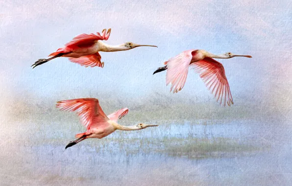 Download wallpaper flight, birds, nature, treatment, roseate spoonbill ...