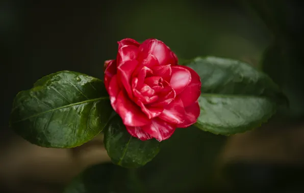 Picture flower, leaves, nature, Camellia