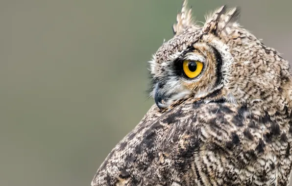 Picture background, owl, bird