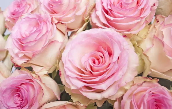 Picture roses, bouquet, buds, pink, flowers, roses, delicate rose