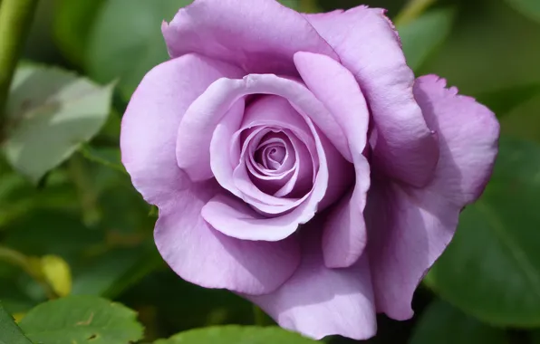 Picture macro, rose, Bud, lilac