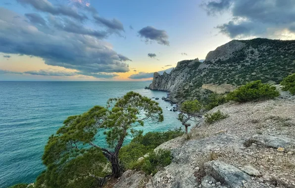 Sea, clouds, tree, horizon, Vadim Kachanov