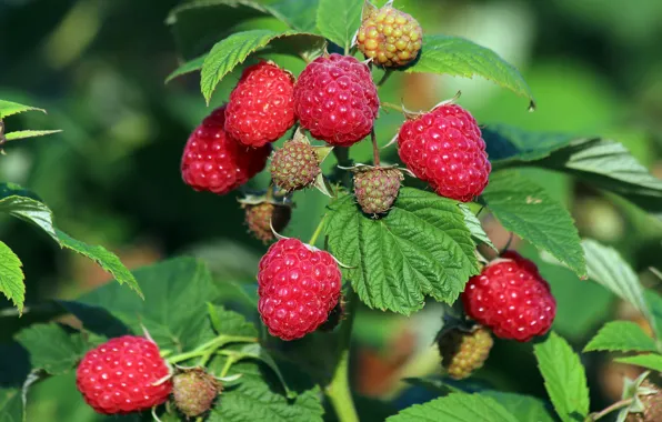 Picture summer, nature, berries, raspberry, beauty, vitamins, delicious, cottage
