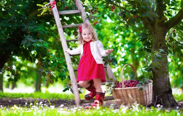 Picture summer, cherry, mood, child, garden, dress, ladder, girl