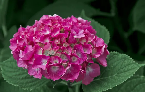 Picture flower, leaves, pink hydrangea