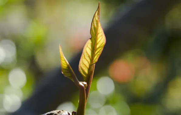 Greens, sheet, macro photo