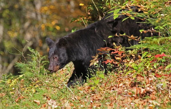 Picture autumn, bear, the Bruins