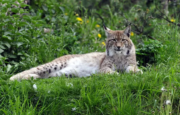 Picture cat, grass, stay, lynx