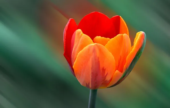 Nature, background, tulips