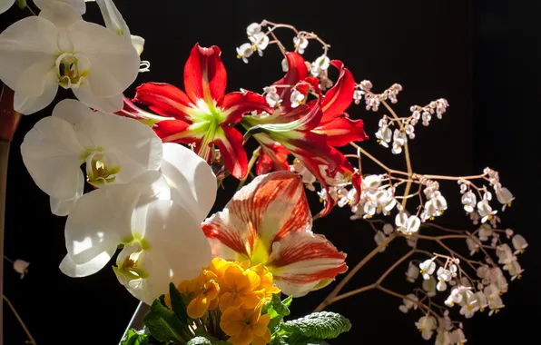 Flowers, orchids, black background, primrose, Amaryllis
