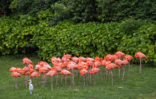 Birds, pink, Flamingo