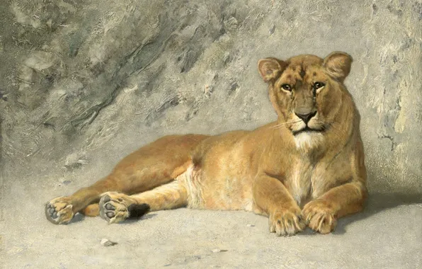 Picture cat, animal, picture, Jan van Essen, Resting Lion