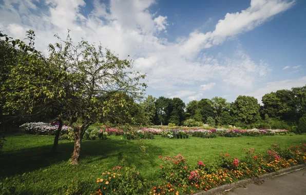 Trees, landscape, flowers, nature, Botanical garden, Kaliningrad