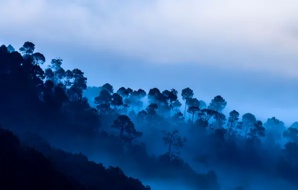 Clouds, trees, mountains, fog, India, Uttarakhand, Kausani
