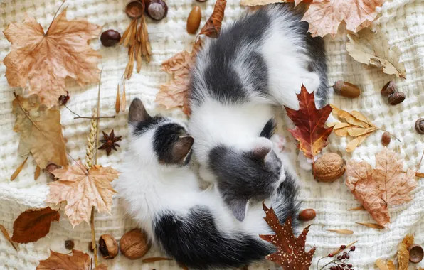 Autumn, leaves, cats, pose, kitty, foliage, sleep, kittens