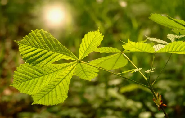 Greens, summer, leaves, macro, light, branch, green, chestnut