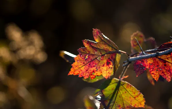 Autumn, leaves, macro