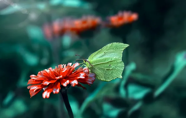 Flower, macro, red, butterfly, insect, green