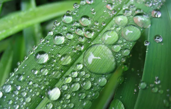 Picture leaves, drops, macro, nature, Rosa, rain