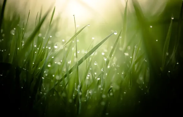 Grass, drops, macro, Rosa, blur