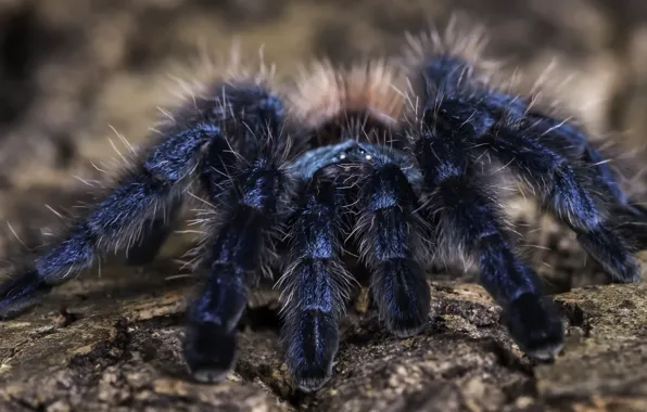Picture background, spider, Martinique Pink Toe Tarantula