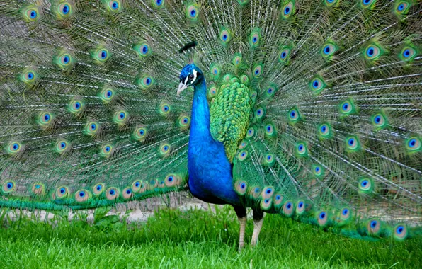 Picture bird, feathers, tail, peacock, color