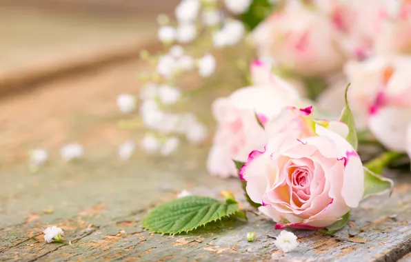 Roses, petals, pink, flowers, romantic, roses