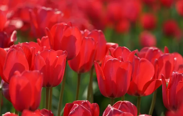 Tulips, red, buds, al, bokeh