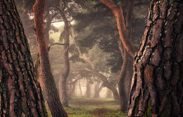 Picture fog, alley, large trees