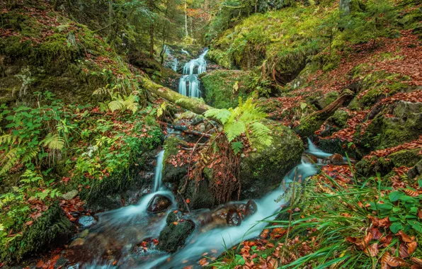Forest, summer, stones, rocks, thickets, vegetation, waterfall, log