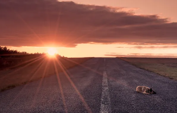 Picture road, sunset, dog