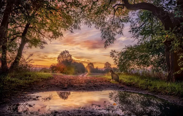Picture road, autumn, cat, sunset, nature, fog, puddle
