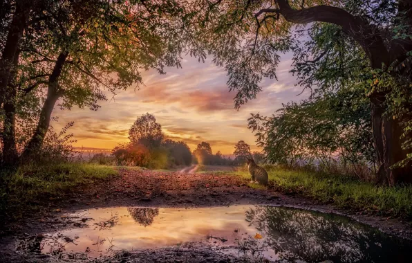 Road, autumn, cat, sunset, nature, fog, puddle