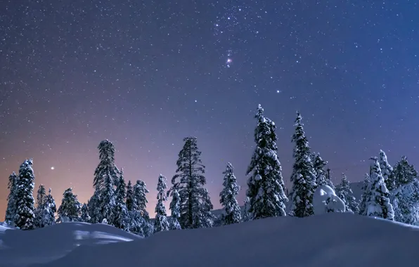 Winter, the sky, snow, trees, stars, the snow, starry sky