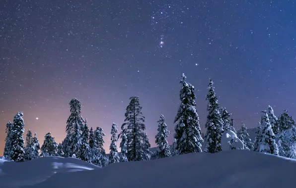 Winter, the sky, stars, snow, trees, the snow, starry sky