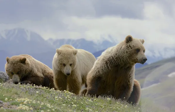 Picture nature, background, bears