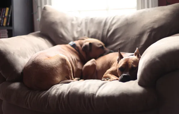 Dogs, comfort, house